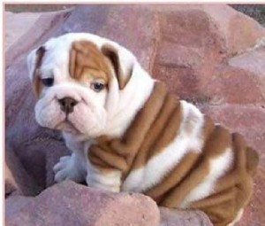 Cut english bulldog puppies for free adoption