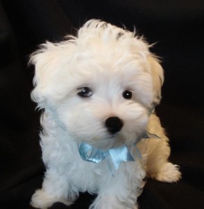 m.f maltese puppie for good home