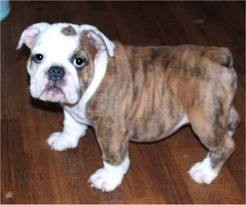 Nice Looking And Very Healthy English Bulldog Puppies