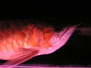 We sale live arowana fishes,we do delivery all over the world contact us for more information and contact with your phone number