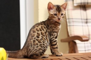 Bengal Kittens Available