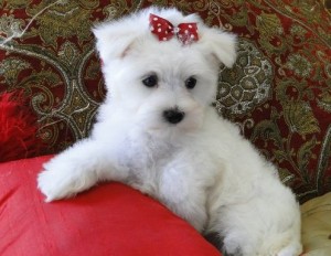 home trained maltese puppy in a new home