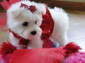 home trained maltese puppy in a new home