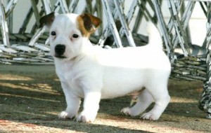 JACK RUSSELL TERRIER