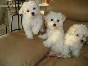 Potty trained Male and female maltese puppies