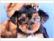 Cute And Charming Yorkie Puppies For Sale