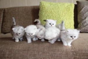 Intelligent and Quality Persian Kittens For Re-homing