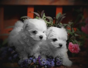 Home Trained Male And Female Maltese Puppies For Adoption