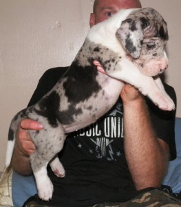 Pretty Gorgeous Great Dane Pups Ready