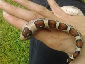 super sale! baby red tail boa constrictors(born 5/14/12. eating &amp; shedding well)