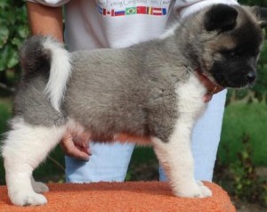 Pretty Adorable Akita Pups Ready