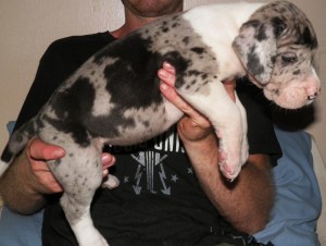 **Pretty Gorgeous Great Dane Pups Ready