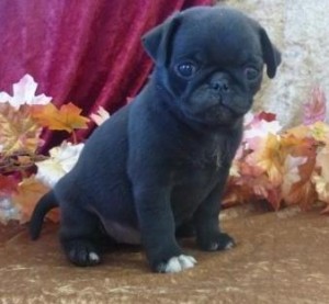 AKC register pug puppies ready for home delivery over to these new for ever home,