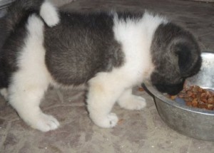 Home raised akitas for sale