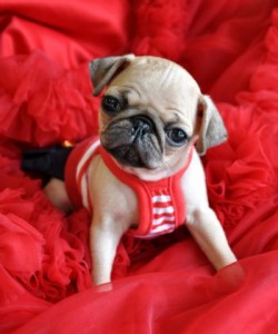 AWESOME MALE AND FEMALE PUG PUPPIES FOR ADOPTION