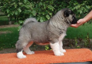 Akitas pups AKC reg for sale