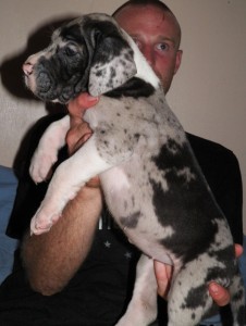 Raised with kids great dane for sale