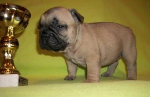 Adorable French Bulldog 4 christmas