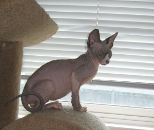 Sphynx Kittens Available