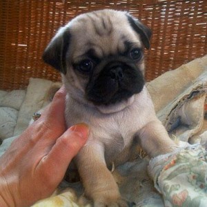 TWO PUG PUPPIES FOR ADOPTION(MALE AND FEMALE)