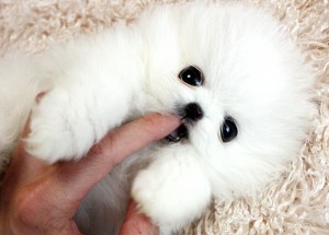 Cute Pomeranian puppies for your loving home