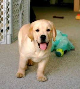 Yellow Labrador Retriever (Lab Puppies) 16 Weeks Ready