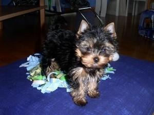 Charming yorkie babies available