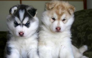 Blue eyes Siberian Huskies.