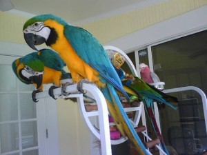 Blue and Gold macaws, 6 other big birds for sale