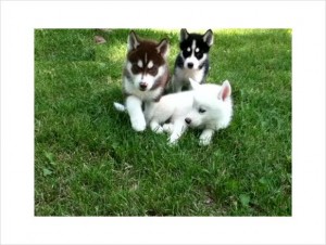 Siberian Husky puppies females and males.Blue eyes.