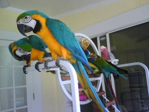 Two beautiful Talking Blue and Gold Macaw Parrots for free