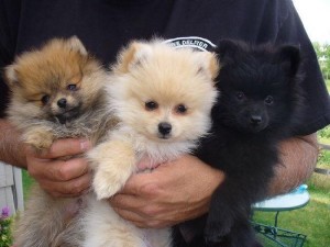 T-Cup Pomeranian Puppies (12 weeks)