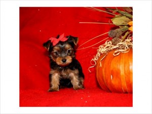 Affordable FemaleYorkie Puppy