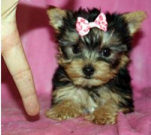 AKC FemaleYorkie Puppy