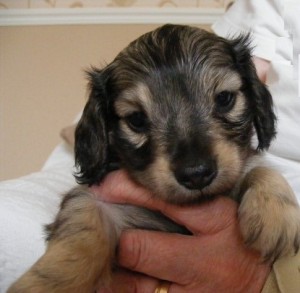 Miniature Longhaired Dachshunds