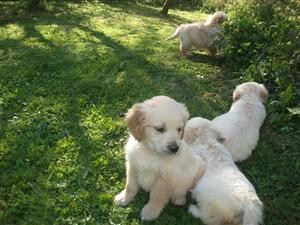 Pedigree Golden Retriever Puppies. Fully Pedigree.