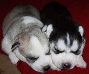 Blue eyes siberian husky puppies