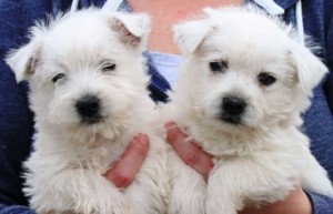 West Highland Terrier puppies for adoption