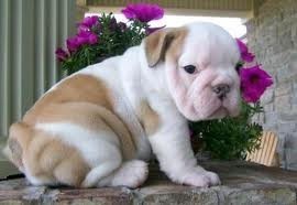 Adorable English bulldog puppies for free adoption ($100.00)