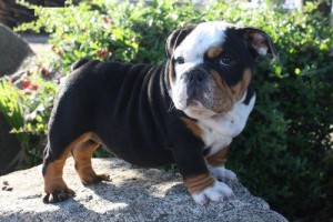 Amazing English bulldog puppies for adoption