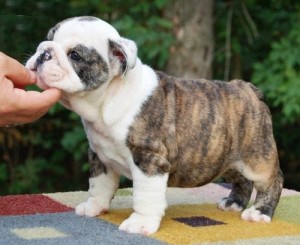 Adorable English bulldog puppies