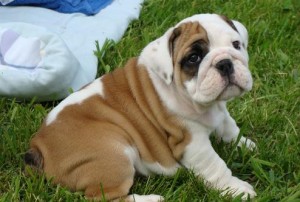 Fantastic Bulldog puppies for sale