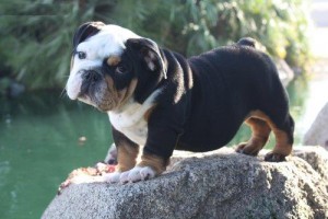 Beautiful English bulldog puppies