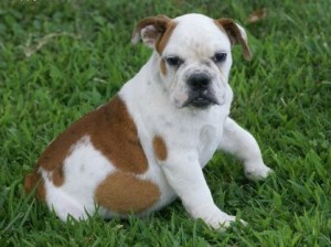 Charming Xmas Male And Female English Bulldog Puppies now ready for your kids in xmas