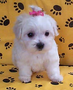 Potty trained Male and female Maltese puppies