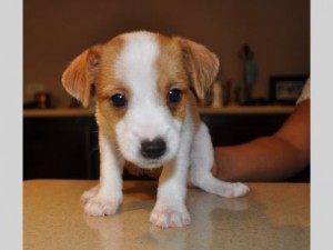 Jack Russell Puppies Available for Re Homing Now.. Jack Russell Puppies Available for Re Homing Now..