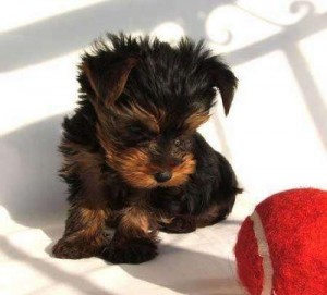 Marvelous Cute Akc Register yorkie Puppies