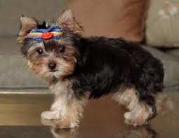 Tea cup yorkie puppies for adoption............