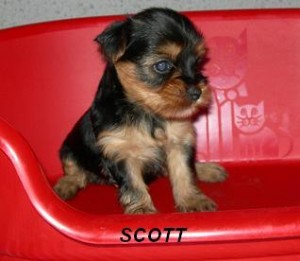 Akc Champion Yorkie probably parti - $250