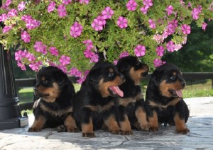 AKC Rottweiler Puppies Available.